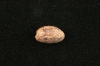 藏品(棗螺)的圖片